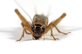 How To Get Rid Of Crickets 10 Tips For