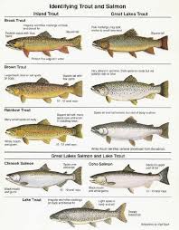 Pdf Of Great Lakes Fish In Mi Lake Michigan Fishing