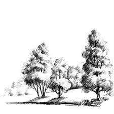pencil drawing forest vector images