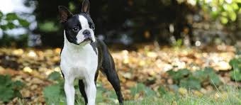 One of the few dog breeds to originate in the united states, the boston was. Boston Terrier Puppies For Sale Greenfield Puppies