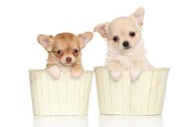 chihuahua puppies stock photos royalty