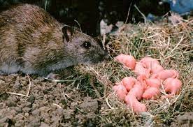 how to get rid of rats in garden