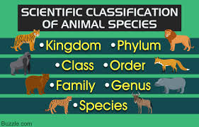 A Fabulously Detailed Animal Kingdom Classification