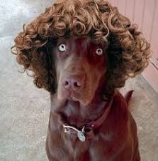 Image result for animals wearing wigs