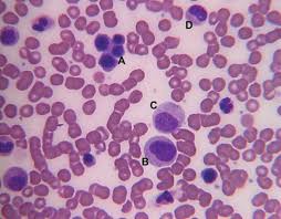 Blood Cell Formation Biochemistry Britannica