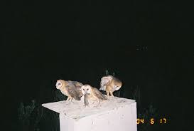 Barn Owls Help Clean Up Rodents