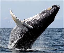 Whales Their Characteristics Blowholes Mating And Size