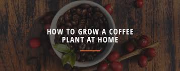 Can you grow your own coffee plant?
