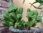 Resultado de imagem para crassula pyramidalis
