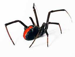 The redback jumping spider is common in california, and this site focuses on its preferred habitat the red back spider prefer to live in its silky nest and it is capable of eating prey its own size read the bite from a yellow sac spider is like a wasp bite. 25 Redback Spider Facts Bite Habitat Diet Reproduction