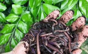 5 Types Of Worms In Potted Plants You