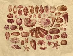 Exotic Sea Shells Collection Stock Image Colourbox