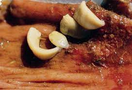 Wenn sie kleine, reis große würmer im stuhl ihres hundes sehen, anstatt spulwürmer, könnte dies ein häufiger parasit sein, der bandwürmer genannt wird und von flöhen getragen wird. Bandwurmer Hochsaison Fur Pferdeparasiten