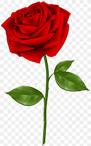 rose png images pngwing