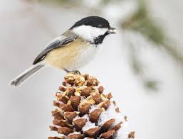 5 foods you should feed birds in winter