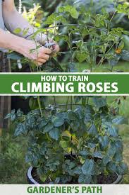 how to train climbing roses gardener