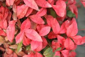 • sun to part shade • well drained soil • one of the. Firepower Nandina Nandina Domestica Firepower From Taylor S Nursery