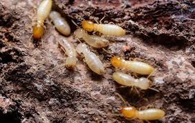 termites in oklahoma kansas