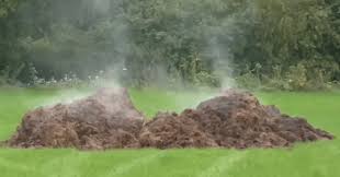 how to use fresh horse manure in the