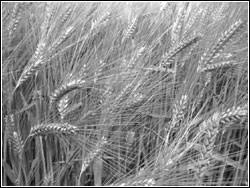 It is the fourth largest grain crop globally. Barley A Rich Source Of Vitamins And Minerals Newspaper Dawn Com