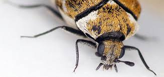 carpet beetles eat more than rugs the