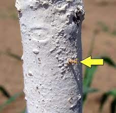 Classic symptoms include loose, dead bark, holes near the soil line, or. Black Stem Borer An Opportunistic Pest Of Young Fruit Trees Under Stress Fruit Growers News