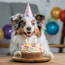 Dog Birthday Stock Photos, Images and Backgrounds for Free Download
