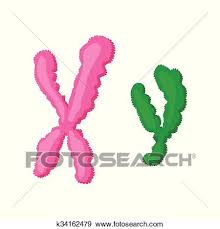 Y chromosome strs have the same structure as autosomal strs but, in contrast to autosomal strs, present a haplotype. X Und Y Chromosom Karikatur Symbol Clip Art K34162479 Fotosearch