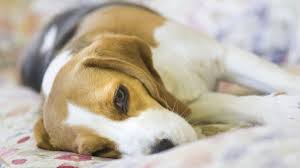 Signs and diagnosis the primary signs of an intestinal tumor include vomiting, diarrhea, anorexia, depression, weight loss and dehydration (mouth becomes less moist and saliva becomes tacky). Peritonitis Abdominal Cavity Inflammation In Dogs Symptoms Causes Treatments Dogtime