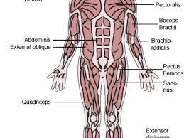 Within skeletal muscles, there are three types of fibre. The Latin Roots Of Muscle Names Owlcation