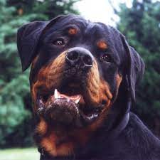 How to Raise a Well-Trained, Non-Aggressive Rottweiler - PetHelpful
