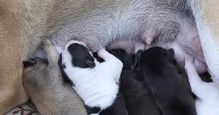 After the first puppy came out, we picked it up and moved it on the floor and away from our bed (we never wanted her to give birth there). Close Up Of A Newborn Puppy Cute Stock Footage Video 100 Royalty Free 1052946788 Shutterstock