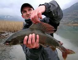 There are 12 miles of public fishing rights (pfr's) along the river. Plav Region Fly Fishing Montenegro Czechnymph Com