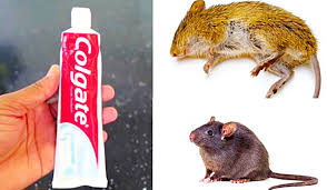 mice and rats with toothpaste
