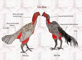 Selain negara thailand, masih banyak negara lain yang juga dikenal dengan ayam aduan hebat adalah vietnam. Kandang Bambufarm Tentang Ayam Saigon Dan Sejarahnya Bukan Asli Vietnam Ayam Aduan Ini Mempunyai Karakteristik Yang Agak Berbeda Dengan Ayam Aduan Dari Trah Lain Seperti Yang Umum Kita Jumpai Seperti