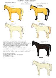 Horse Color And Markings Chart Horse Colors Patterns