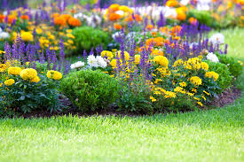 Spring Flowers In Texas For Your Garden