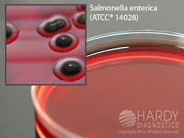 Xld agar was originally formulated by taylor for the isolation and identification of shigella from stool specimens. Product Catalog