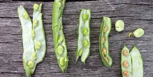 all about broad beans features