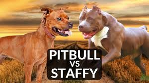 Tug of war rottweiler vs pit bull 67 mins fight. Staffordshire Bull Terrier Vs Pitbull Terrier Youtube