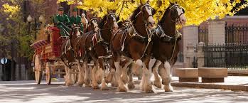 what-are-the-names-of-the-clydesdale-horses