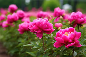 peony flower pedicels pink garden