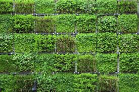 vertical garden systems wall gardening