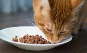 how much should you feed your cat and