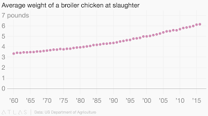 Average Weight Of A Broiler Chicken At Slaughter