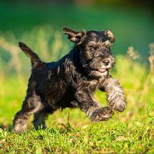 1 miniature schnauzer puppies for