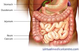Gastrointestinal System Anatomy Healthengine Blog