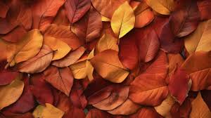 fall leaves texture stock photos