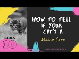 how to tell if your cat is a maine