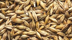 9 impressive health benefits of barley